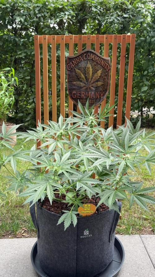 Black Orchid Auto (CCG - Sensible Seeds)
