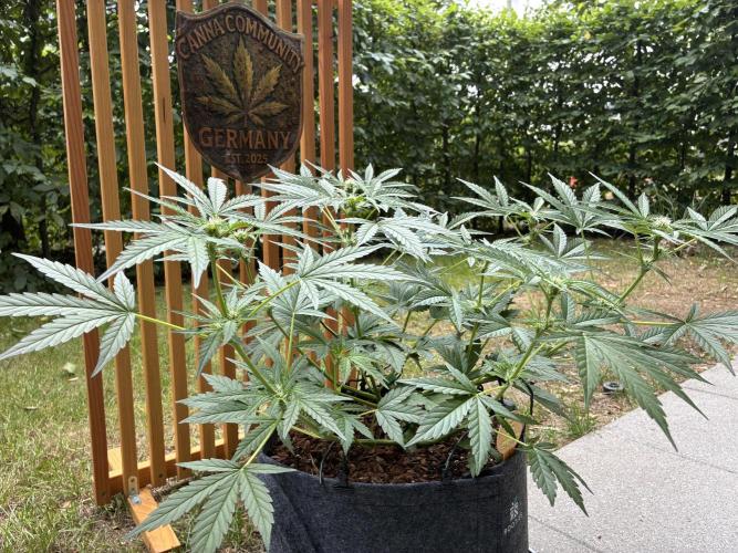 Black Orchid Auto (CCG - Sensible Seeds). Week 6