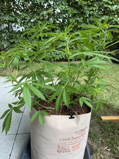 Purple Haze Auto (CCG - Sensible Seeds). Week 6