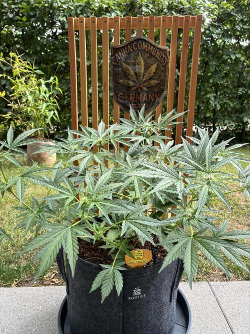 Black Orchid Auto (CCG - Sensible Seeds). Week 6