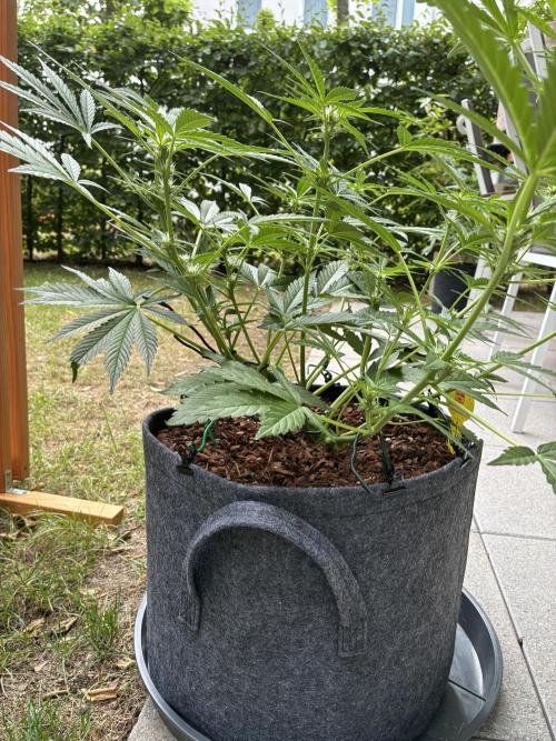 Black Orchid Auto (CCG - Sensible Seeds). Week 6