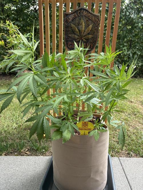 Purple Haze Auto (CCG - Sensible Seeds). Week 6