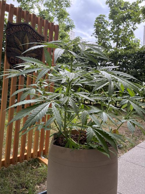 Purple Haze Auto (CCG - Sensible Seeds). Week 6