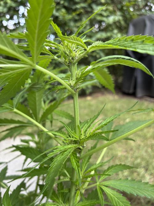 Purple Haze Auto (CCG - Sensible Seeds). Week 6
