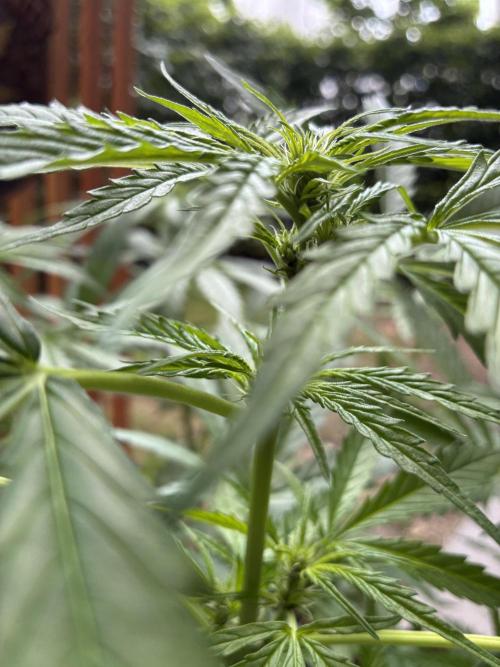 Purple Haze Auto (CCG - Sensible Seeds). Week 6