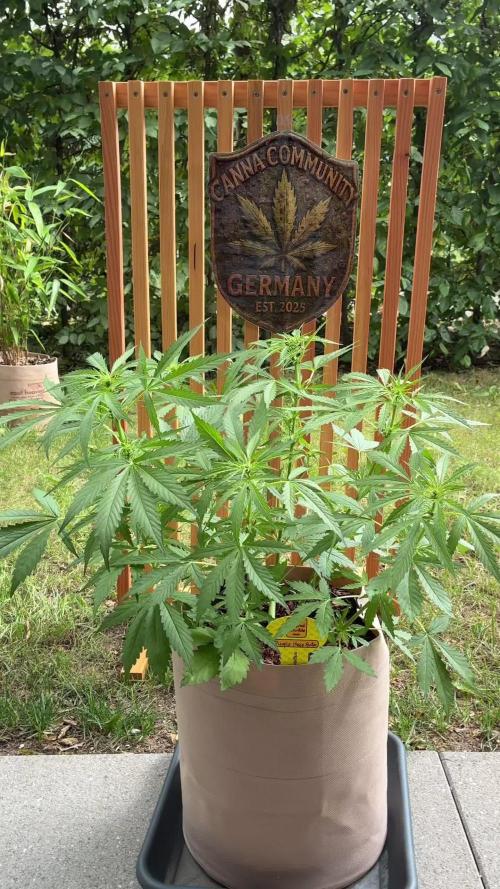 Purple Haze Auto (CCG - Sensible Seeds)