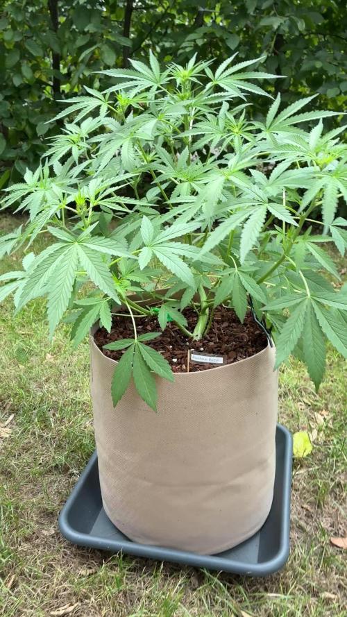 Auto Strains 2026