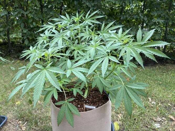 Auto Strains 2026. Week 6
