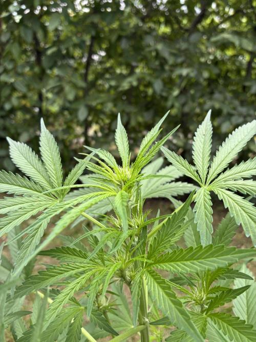 Auto Strains 2026. Week 6