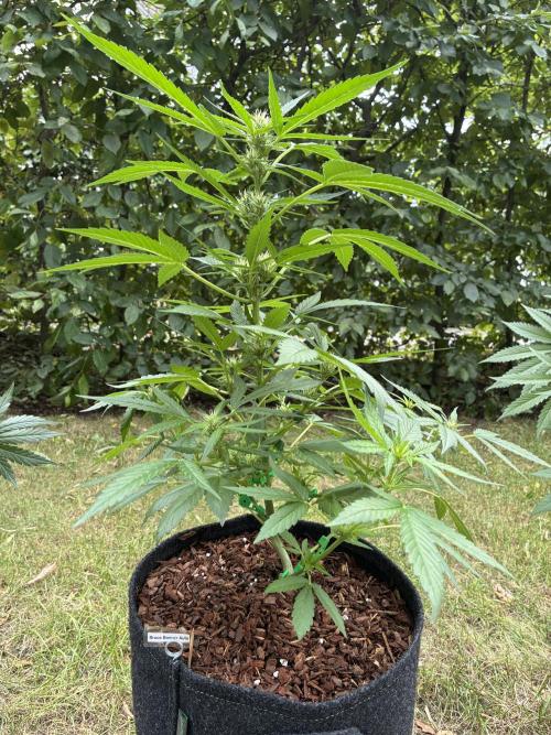 Auto Strains 2026. Week 6