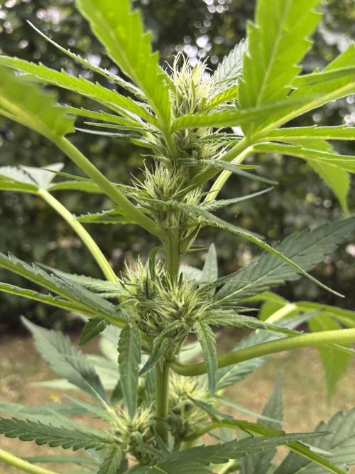 Auto Strains 2026. Week 6