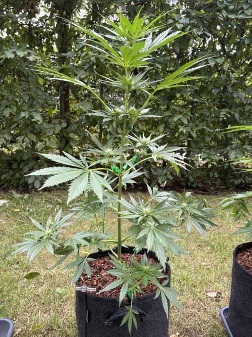 Auto Strains 2026. Week 6