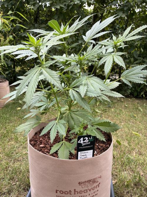 Auto Strains 2026. Week 6