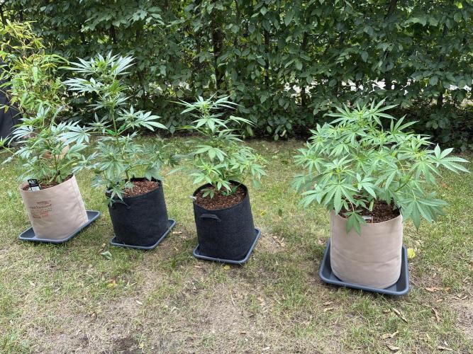 Auto Strains 2026. Week 6