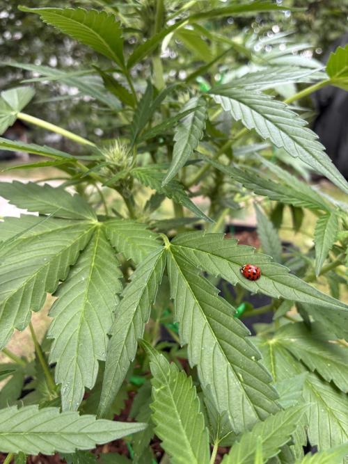 Auto Strains 2026. Week 6