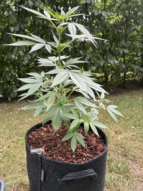 Auto Strains 2026. Week 5