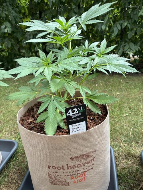 Auto Strains 2026. Week 5