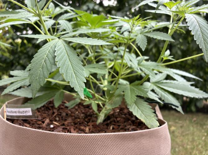 Auto Strains 2026. Week 5