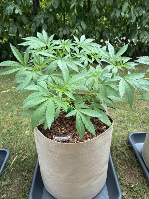 Auto Strains 2026. Week 5