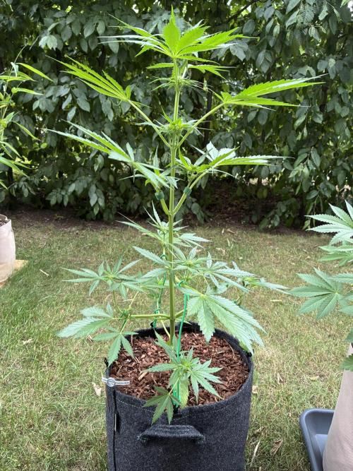 Auto Strains 2026. Week 5