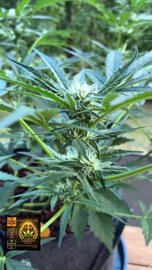 Black Orchid Auto (CCG - Sensible Seeds)