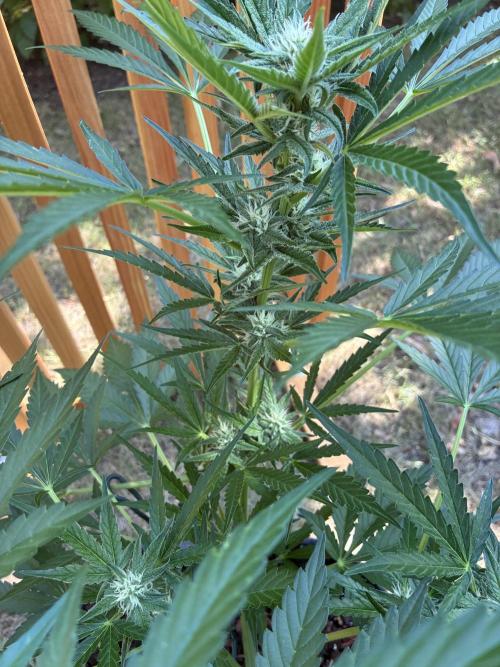 Black Orchid Auto (CCG - Sensible Seeds). Week 7
