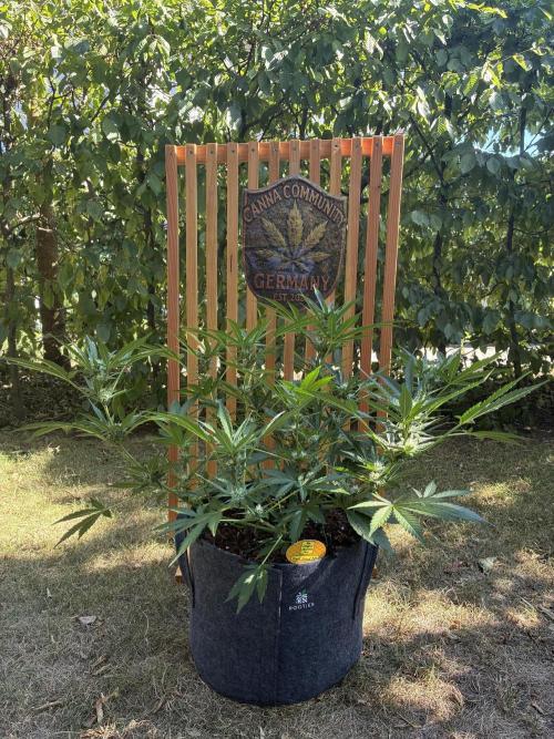 Black Orchid Auto (CCG - Sensible Seeds). Week 7