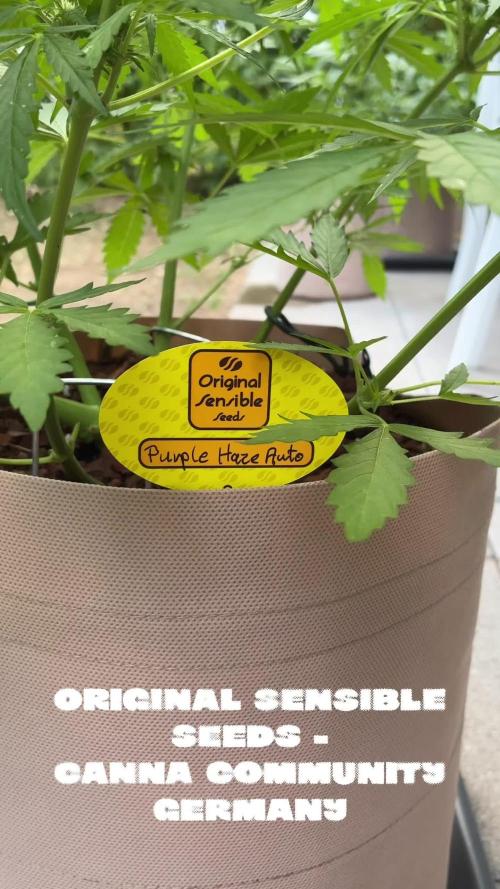 Purple Haze Auto (CCG - Sensible Seeds)