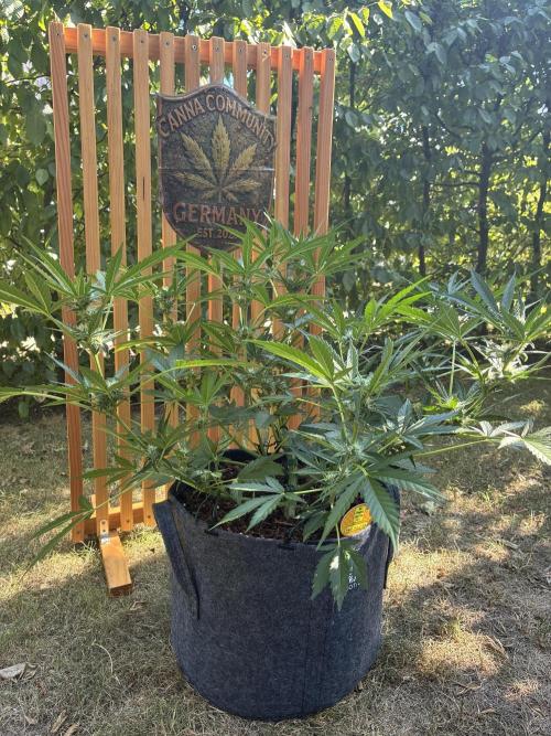 Black Orchid Auto (CCG - Sensible Seeds). Week 7