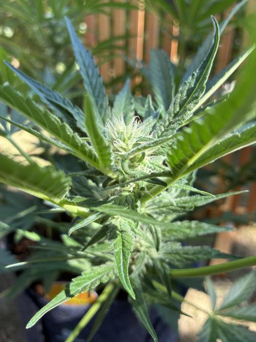 Black Orchid Auto (CCG - Sensible Seeds). Week 7