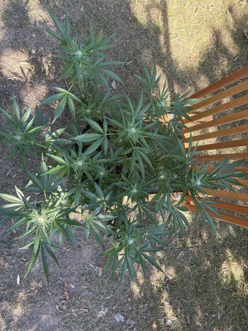 Black Orchid Auto (CCG - Sensible Seeds). Week 7