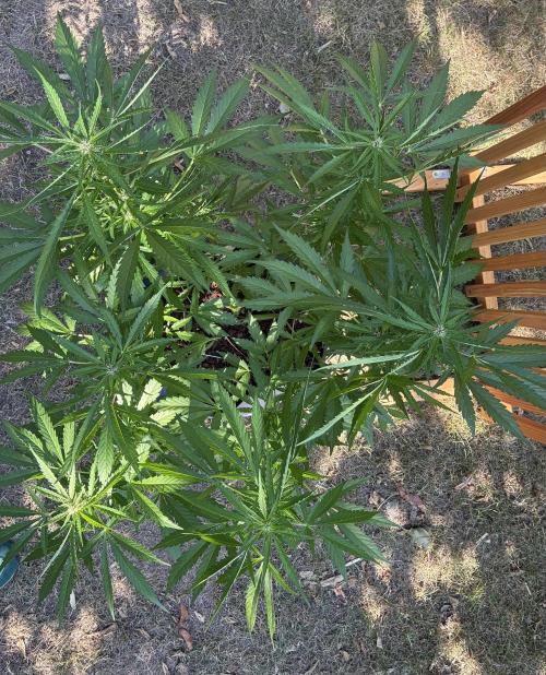 Purple Haze Auto (CCG - Sensible Seeds). Week 7