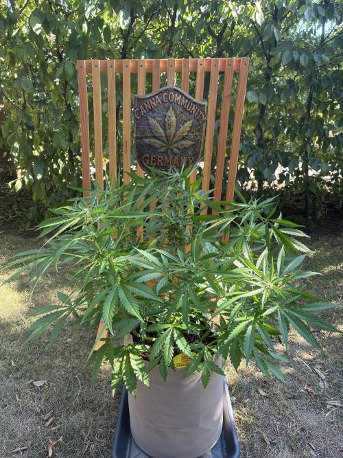 Purple Haze Auto (CCG - Sensible Seeds). Week 7