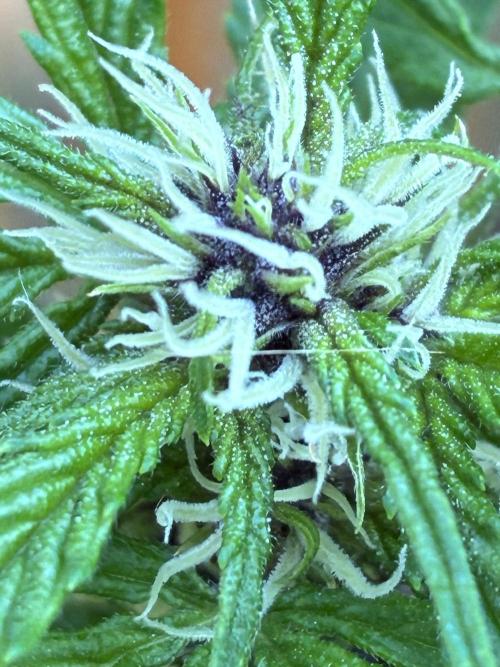Purple Haze Auto (CCG - Sensible Seeds). Week 7