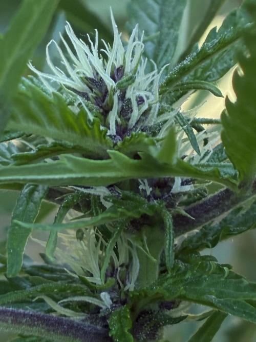 Purple Haze Auto (CCG - Sensible Seeds). Week 7