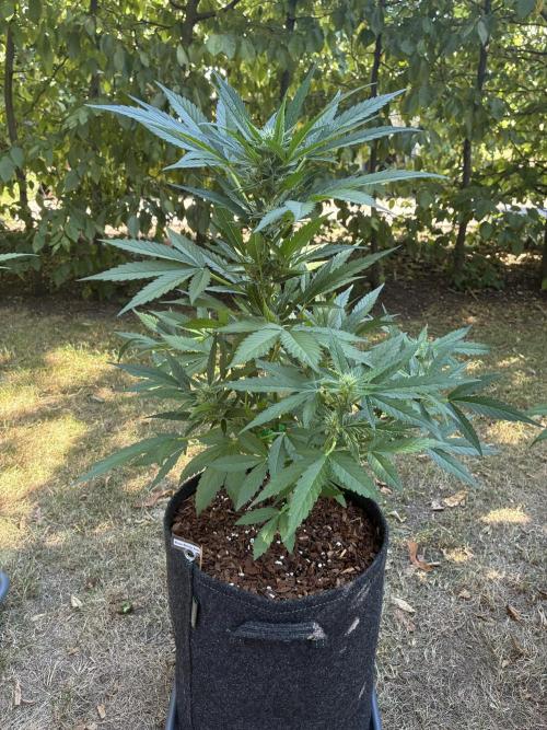 Auto Strains 2026. Week 7