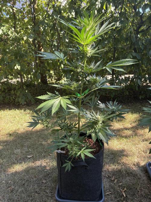 Auto Strains 2026. Week 7