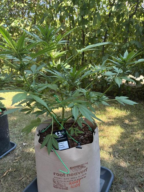 Auto Strains 2026. Week 7