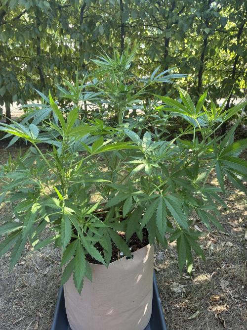 Auto Strains 2026. Week 7