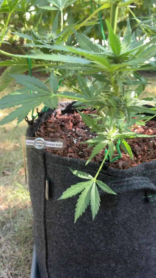 Auto Strains 2026