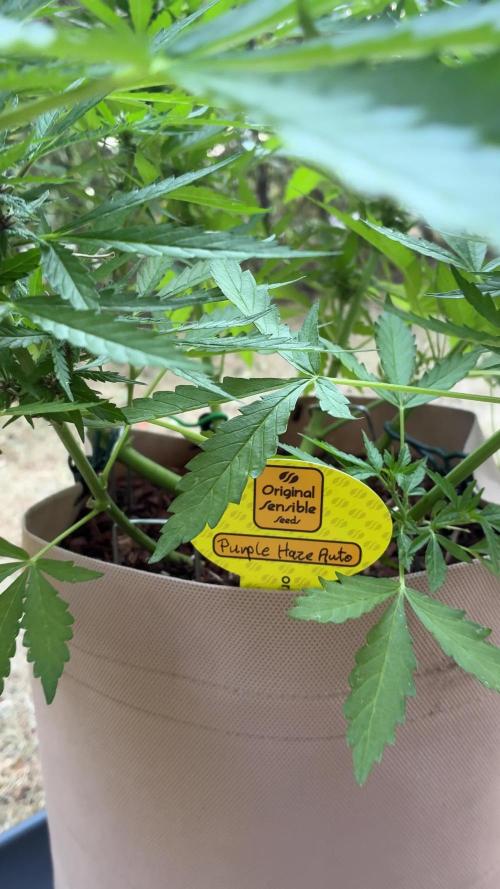 Purple Haze Auto (CCG - Sensible Seeds)