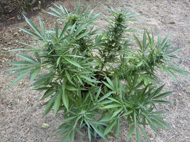 Purple Haze Auto (CCG - Sensible Seeds). Week 8