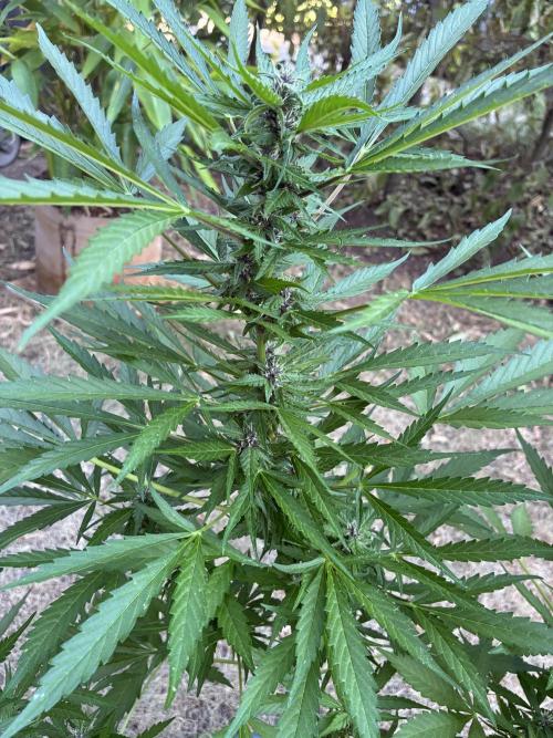 Purple Haze Auto (CCG - Sensible Seeds). Week 8