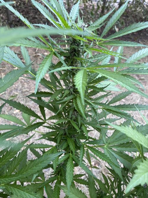 Purple Haze Auto (CCG - Sensible Seeds). Week 8