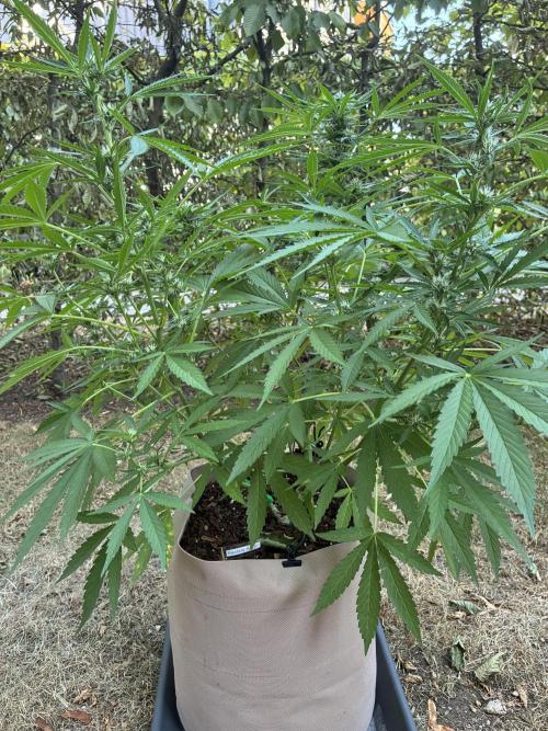 Auto Strains 2026. Week 8