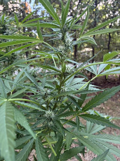 Auto Strains 2026. Week 8