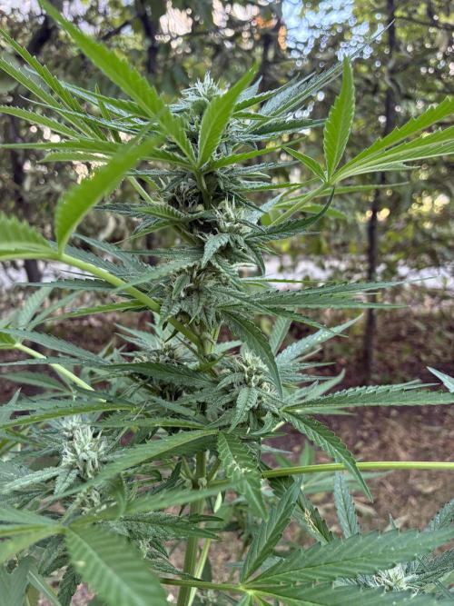 Auto Strains 2026. Week 8