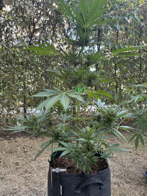 Auto Strains 2026. Week 8