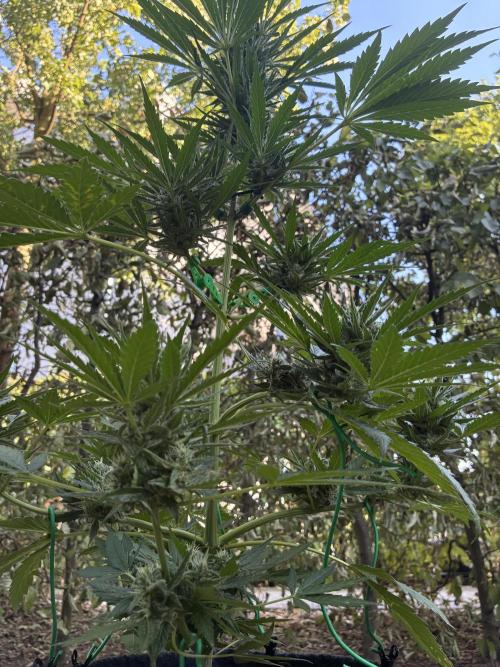 Auto Strains 2026. Week 8