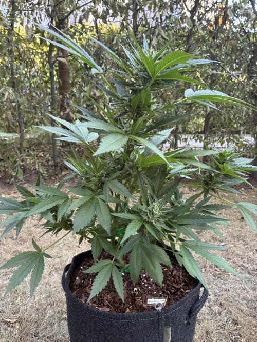 Auto Strains 2026. Week 8